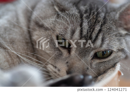 放鬆貓,沙巴特拉貓 放鬆貓,沙巴特拉貓 124041271