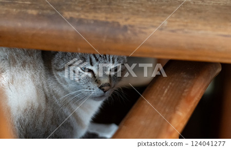 暹羅虎斑貓在椅子下盯著我 124041277