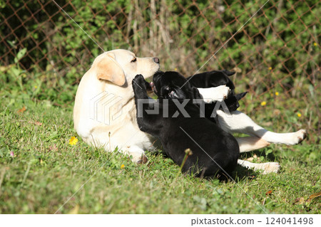 Amazing labrador retrievers playing 124041498
