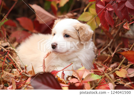 Border collie in front of red leaves 124041500
