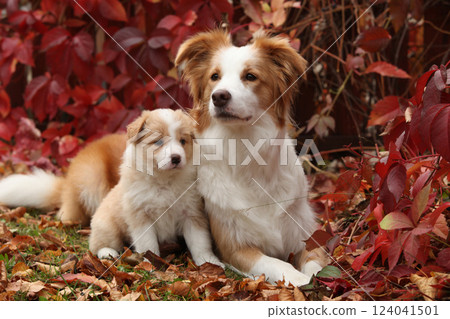 Border collie bitch with its puppy in front of red leaves 124041501