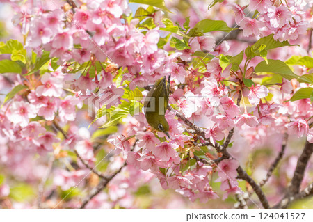 Cherry blossoms in full bloom and cute white-eye 124041527