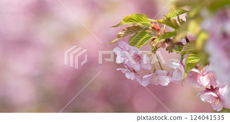 河津櫻花盛開 124041535