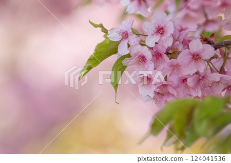 河津櫻花盛開 124041536