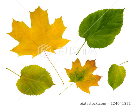 Vibrant autumn leaves isolated on white. A collection of yellow maple and green leaves showcasing the beauty of fall foliage. Perfect for seasonal designs, nature themes, and autumnal projects. Vibrant autumn leaves isolated on white. A collection of yellow maple and green leaves showcasing the beauty of fall foliage. Perfect for seasonal designs, nature themes, and autumnal projects. 124041551