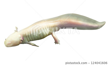 Stunning closeup of an axolotl, showcasing its unique pale coloration and delicate features.  A captivating image perfect for scientific publications, educational materials, or aquaticthemed projects. 124041606