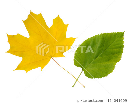 Vibrant autumnal maple leaf and fresh green leaf isolated on white.  Perfect for nature, seasonal, change, or growth concepts. Ideal for cards, websites, or educational materials. 124041609