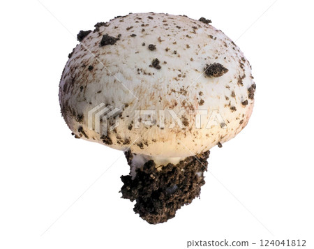 Closeup of a freshly harvested mushroom, still clinging to its earthy origins.  The image evokes themes of nature, growth, and harvest, perfect for culinary, agricultural, or environmental contexts. 124041812