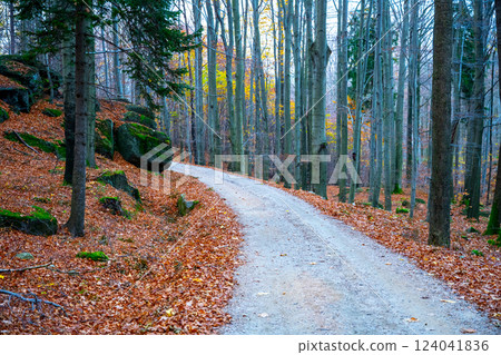 A winding mountain road in the Jizera Mountains is lined with trees showcasing vibrant autumn foliage. Fallen leaves blanket the path, creating a picturesque setting for a nature walk. 124041836