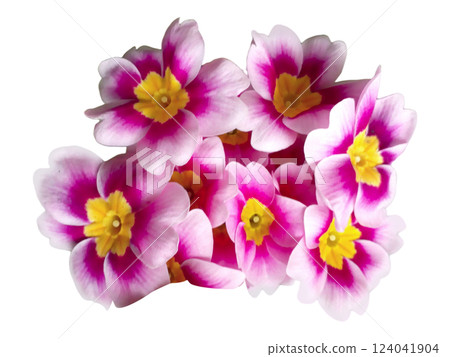 Vibrant pink and white primroses create a stunning floral bouquet, perfect for spring themes, greeting cards, or website banners. 124041904