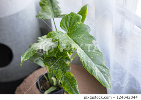 Houseplant Philodendron Golden Dragon 124042044