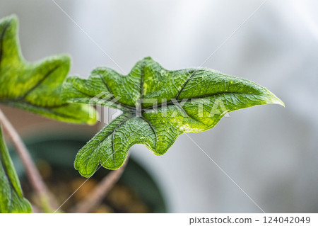 室內植物 蒟蒻 Jaclyn Variety 室內植物 蒟蒻 Jaclyn Variety 124042049