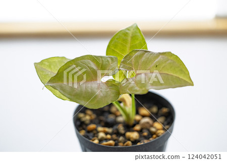 Houseplant Syngonium Neon 124042051