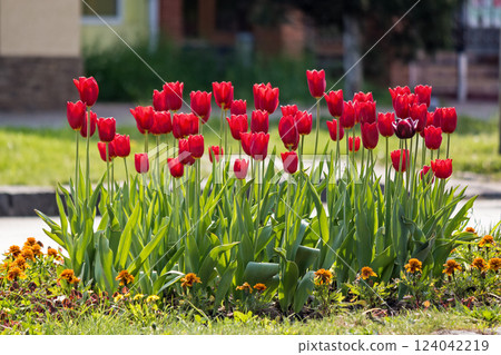 beautiful tulip flowers. blooming season. urban landscape in spring. sunny day 124042219