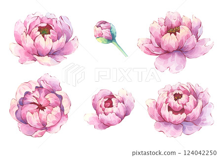 Peony flowers and buds watercolor set 124042250