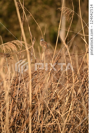 一隻白喉麻雀停在乾草穗上 124042514