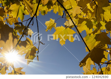 orange maples during leaf fall in the park 124042690