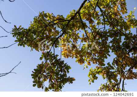 the yellowing foliage of an oak tree growing in a field the yellowing foliage of an oak tree growing in a field 124042691