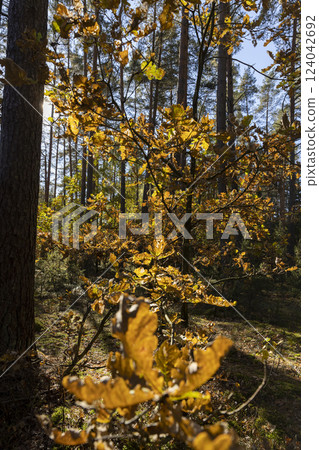 deciduous trees during the autumn fall in a mixed forest 124042692