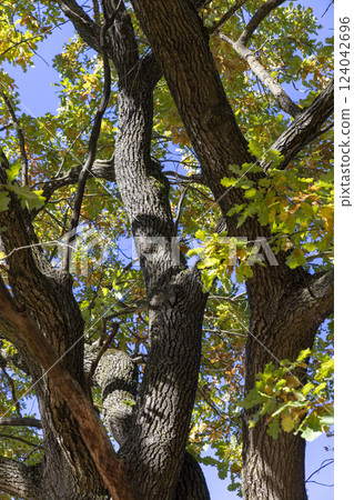 a beautiful oak with orange-green foliage during the autumn leaf fall in sunny weather 124042696