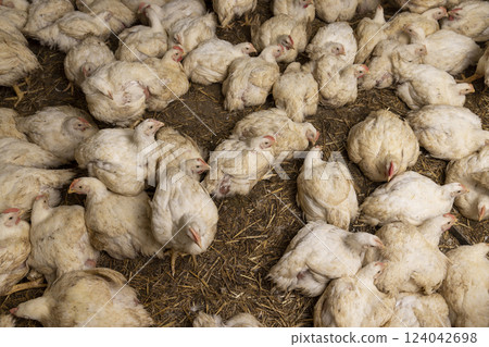 adult fat chickens in a poultry farm without cages adult fat chickens in a poultry farm without cages 124042698