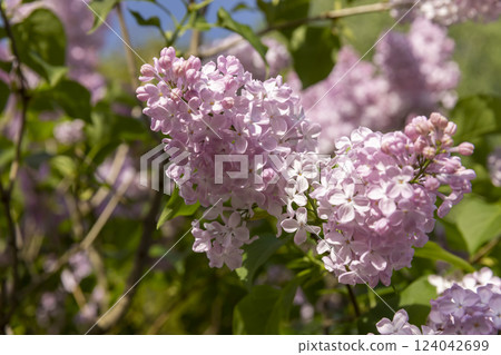 beautiful pink lilac bushes in bloom beautiful pink lilac bushes in bloom 124042699