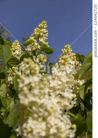 beautiful flowering yellow lilac bushes beautiful flowering yellow lilac bushes 124042720