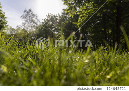 beautiful fresh grass in bright sunlight 124042721