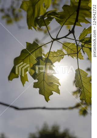 green new oak foliage in sunny weather 124042722