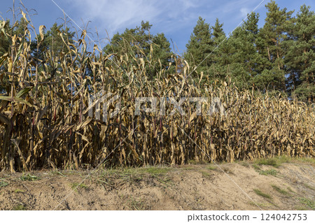 dry orange and yellow corn in the field in autumn dry orange and yellow corn in the field in autumn 124042753