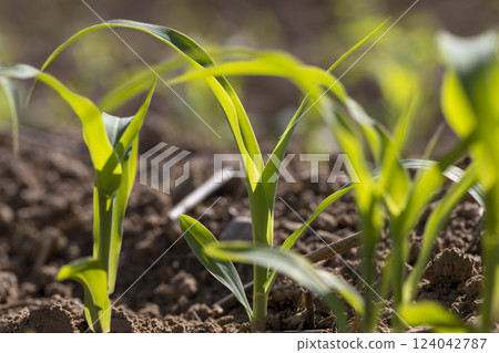 a monocultural field with fresh corn sprouts in fertile soil with fertilizers 124042787