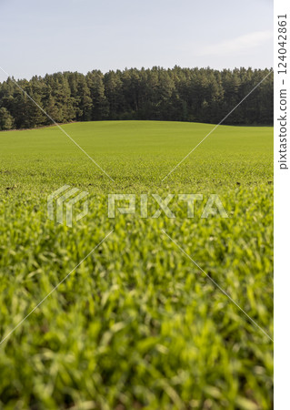 green young wheat hybrid with frost resistance, hybrid wheat 124042861
