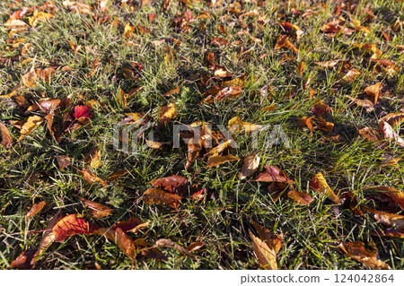 the foliage of trees on the ground after leaf fall in sunny weather the foliage of trees on the ground after leaf fall in sunny weather 124042864