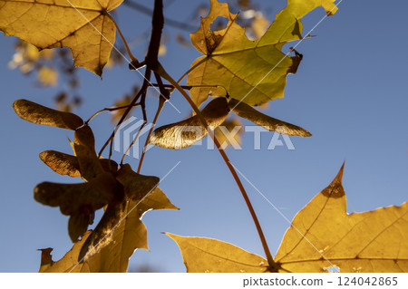 foliage of trees on the ground after leaf fall foliage of trees on the ground after leaf fall 124042865