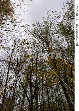 the last foliage on trees in a mixed forest in the autumn season 124042874