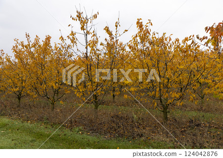 beautiful cherry trees in the orchard in the autumn season 124042876
