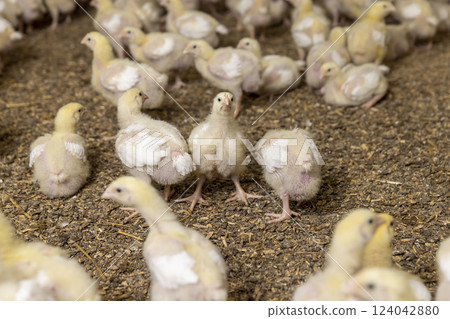 small chickens in down and feathers during cultivation at a poultry farm small chickens in down and feathers during cultivation at a poultry farm 124042880