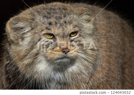 portrait of beautiful cat, Pallas's cat 124043032