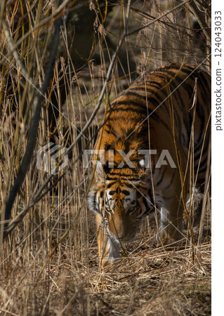 The Siberian tiger (Panthera tigris tigris) also called Amur tiger The Siberian tiger (Panthera tigris tigris) also called Amur tiger 124043033