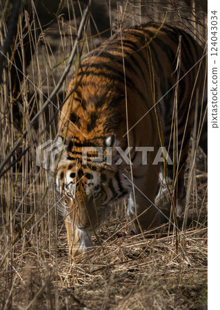The Siberian tiger (Panthera tigris tigris) also called Amur tiger The Siberian tiger (Panthera tigris tigris) also called Amur tiger 124043034