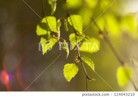Birch branches with first tender leaves in blurred haze with highlights on sunny May morning. Spring mood 124043210
