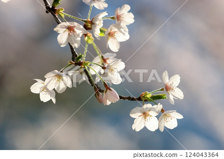 Cherry blossoms bathed in spring light Cherry blossoms bathed in spring light 124043364