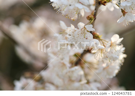 步道兩旁盛開的櫻花 步道兩旁盛開的櫻花 124043781