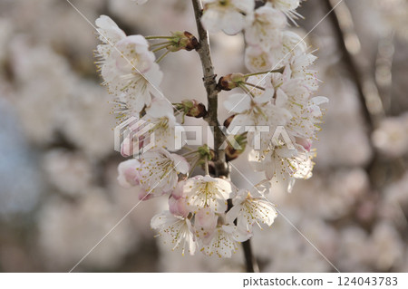 步道兩旁盛開的櫻花 步道兩旁盛開的櫻花 124043783