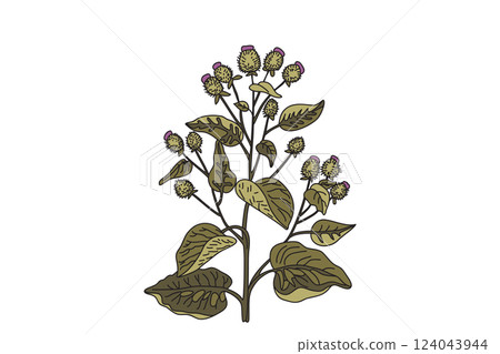 Botanical medicinal plant in nature pastel colors isolated on white background. Hand drawn stems, leaves, flowers, fruits vector illustration. Graphic design element for Birthday Print Poster Card Botanical medicinal plant in nature pastel colors isolated on white background. Hand drawn stems, leaves, flowers, fruits vector illustration. Graphic design element for Birthday Print Poster Card 124043944