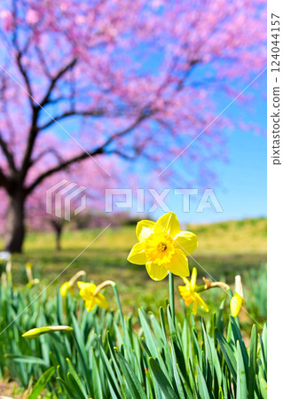 黃色的水仙、藍色的天空和粉紅色的櫻花 124044157