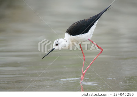 Wildlife - Birds. Black-winged stilt (Himantopus himantopus) They live in freshwater areas, lake edges and sea shores. They feed on insects, small crustaceans, small fish and their eggs. 124045296