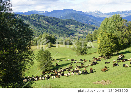 A drone shot of a flock of sheep grazing on green meadows in the company of shepherds and shepherd dogs. 124045300
