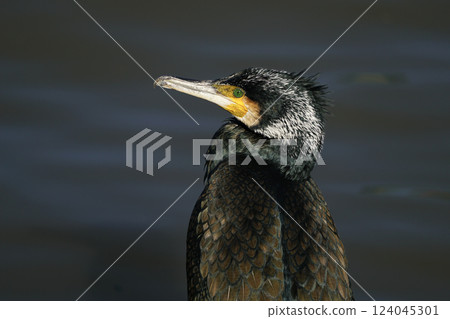 Close-up image of a great cormorant bird. Close-up image of a great cormorant bird. 124045301