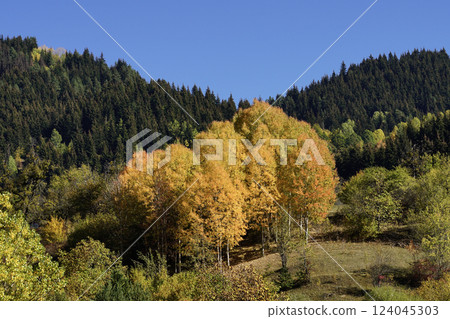 Footage of a forest full of trees decorated with autumn colors. 124045303
